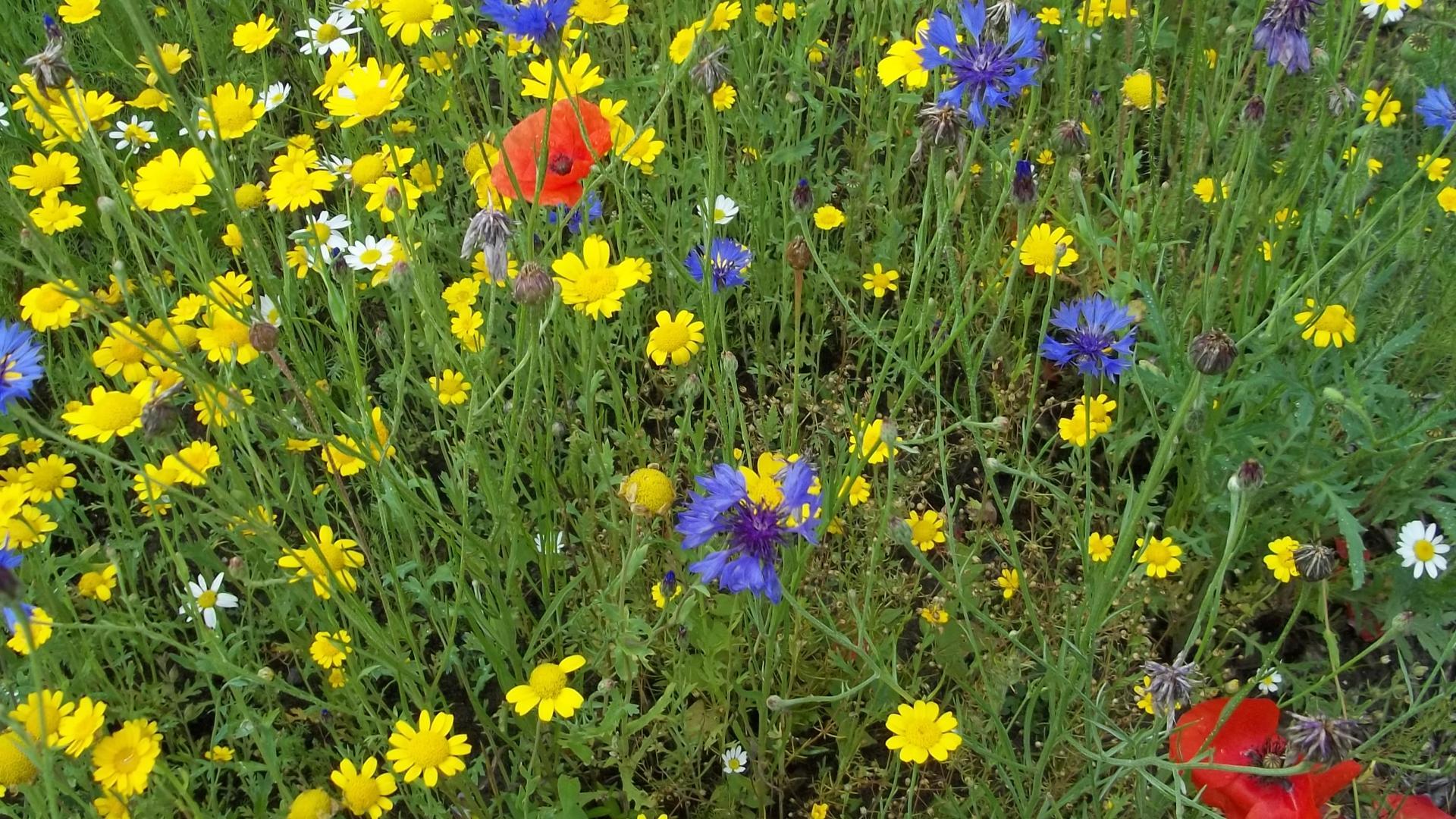 wilde bloemen mengsel.JPG